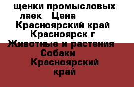 щенки промысловых лаек › Цена ­ 8 000 - Красноярский край, Красноярск г. Животные и растения » Собаки   . Красноярский край